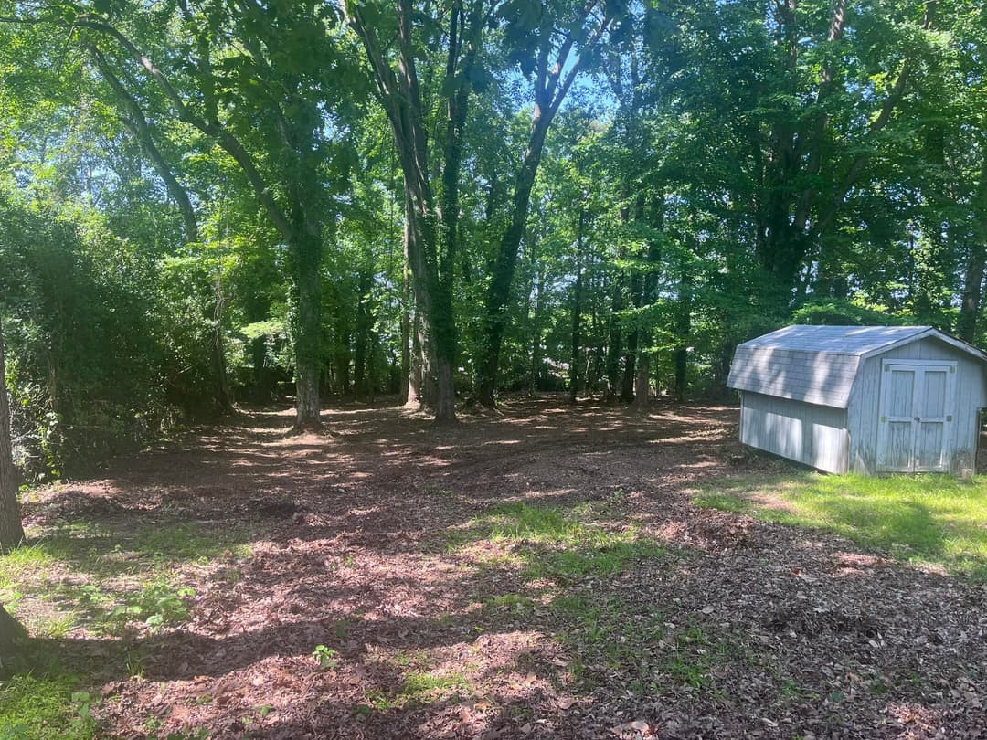 Sunlit forest clearing with a shed surrounded by tall trees and scattered leaves.